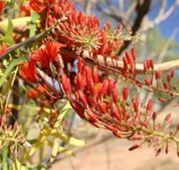 Olive Pink Botanic Garden - Attractions