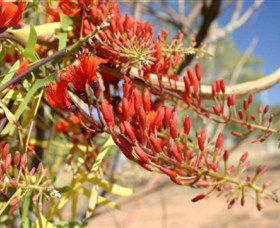 Olive Pink Botanic Garden - Attractions 0