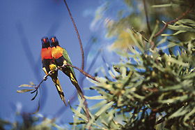 Wangi Falls Walk - Attractions 0