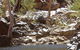 Serpentine Gorge - thumb 0