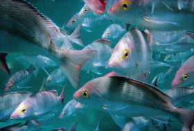 Palm Beach Reef Dive Site - Attractions 0