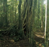 Lamington National Park Binna Burra Section - Attractions