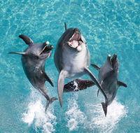 Sea World - Attractions