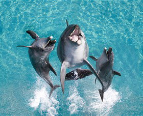 Sea World - See Attractions 0