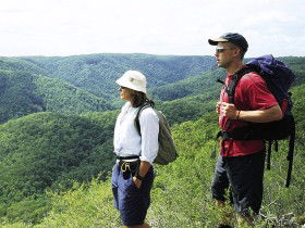 Sunshine Coast Hinterland Great! Walk - Attractions 0