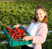 Strawberry Fields - Attractions