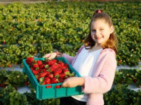 Strawberry Fields - Attractions 0