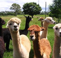 Banyandah Alpacas - Attractions