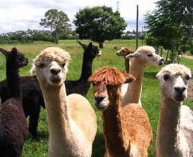 Banyandah Alpacas - Attractions 0