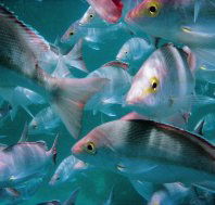Wolf Rock Dive Site - Attractions