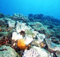 Mudjimba Old Woman Island Dive Site - Attractions