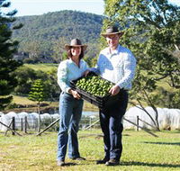 Hinterland Feijoas - Attractions