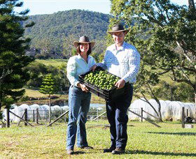 Hinterland Feijoas - Attractions 0