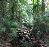 Mossman Gorge Rainforest Circuit Track Daintree National Park - Attractions