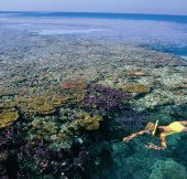 Split Bommie Dive Site - Attractions