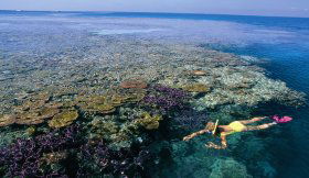 Split Bommie Dive Site - Attractions 0