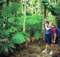 Mount Sorrow Ridge Trail Daintree National Park - Attractions
