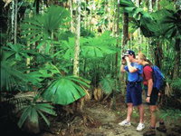 Mount Sorrow Ridge Trail Daintree National Park