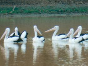 Pelican Point - Attractions 0