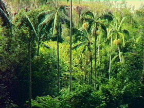 Fern Tree Pool And Giant's Chair Circuit - Attractions 0
