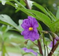 Alpha Native Flower Garden - Attractions