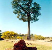 Robbers Tree - Attractions
