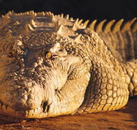 Koorana Crocodile Farm - Attractions