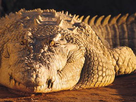 Koorana Crocodile Farm - Attractions 0