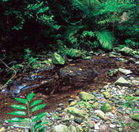 Wompoo Walk - Attractions