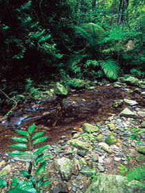 Wompoo Walk - Attractions 0