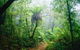 Lamington National Park, Green Mountains Section - thumb 0