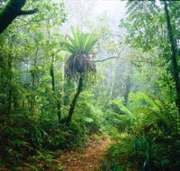 Lamington National Park Green Mountains Section - Attractions