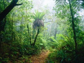 Lamington National Park, Green Mountains Section - Attractions 0