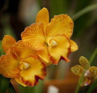 Queens Park - Orchid House - Attractions