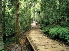 Lake Barrine Circuit Track, Crater Lakes National Park - Attractions 0