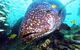 Lady Musgrave Island Dive Sites - thumb 0