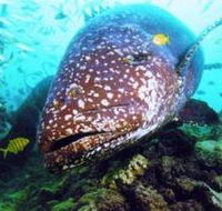 Lady Musgrave Island Dive Sites - Attractions