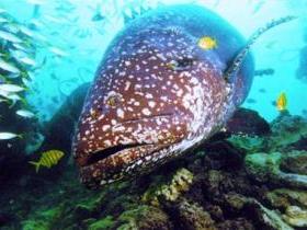 Lady Musgrave Island Dive Sites - Attractions 0