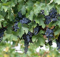 South Burnett Wine Trail - Attractions