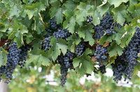 South Burnett Wine Trail