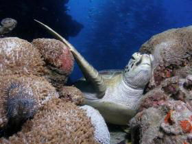 Lady Elliot Island QLD Attractions