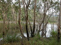 Mount Rooper Circuit and Swamp Bay Track