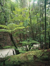 Fraser Island Great Walk - Attractions 0