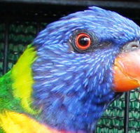 Fraser Coast Wildlife Sanctuary - Attractions