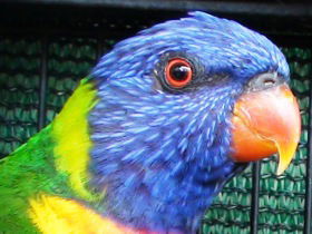 Fraser Coast Wildlife Sanctuary - Attractions 0