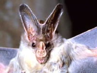 Mount Etna Caves National Park