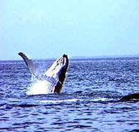 Whale Watching - Attractions
