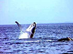 Whale Watching - Attractions 0