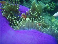 The Lady Bowen Dive Site