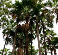 Palm Tree Creek - Attractions